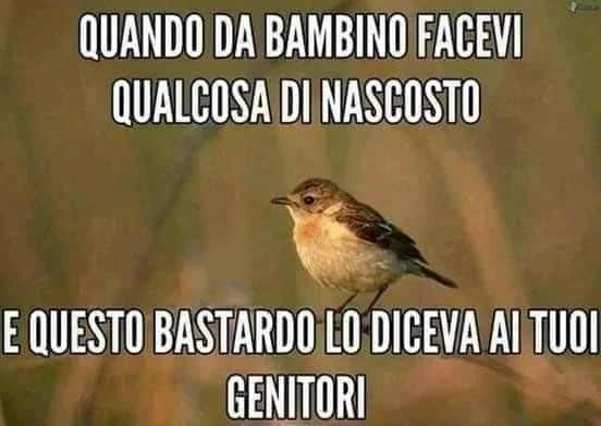 Me l'ha detto un uccellino