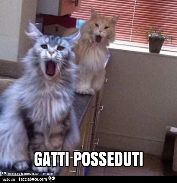 Gatti posseduti