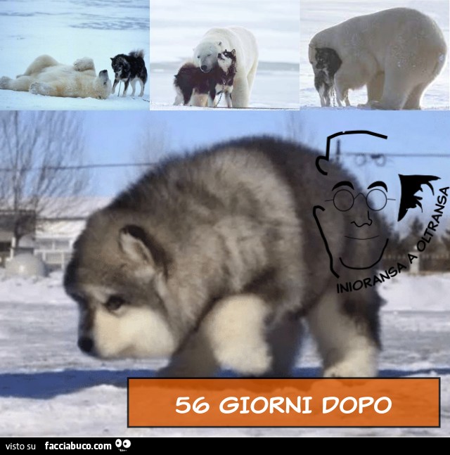 Polar Husky