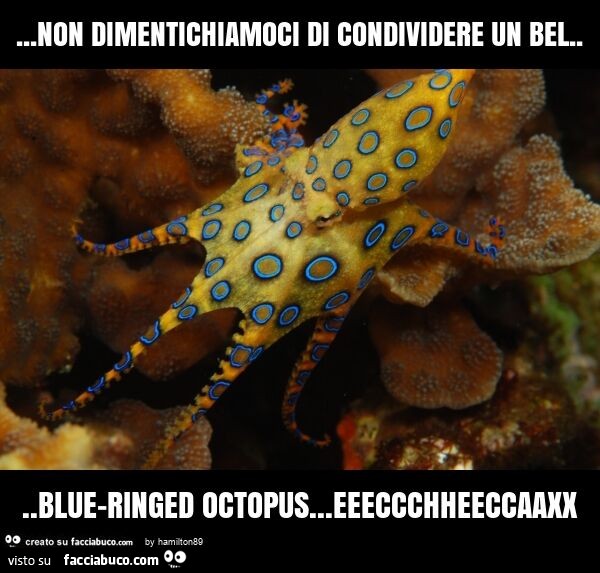 Non dimentichiamoci di condividere un bel… blue-ringed octopus… eeeccchheeccaaxx
