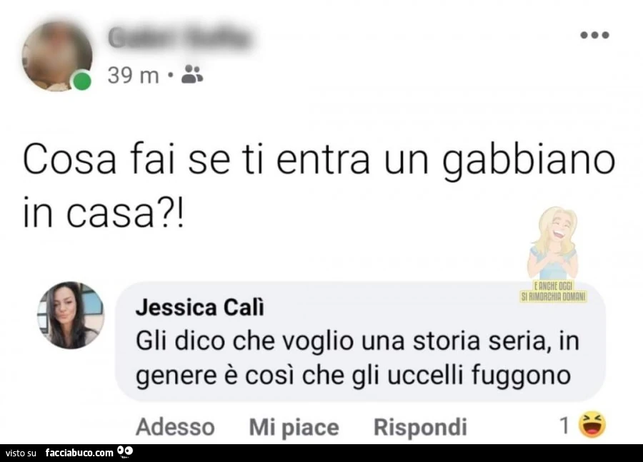 Cosa fai se ti entra un gabbiano in casa?! Gli dico che voglio una storia seria, in genere è così che gli uccelli fuggono