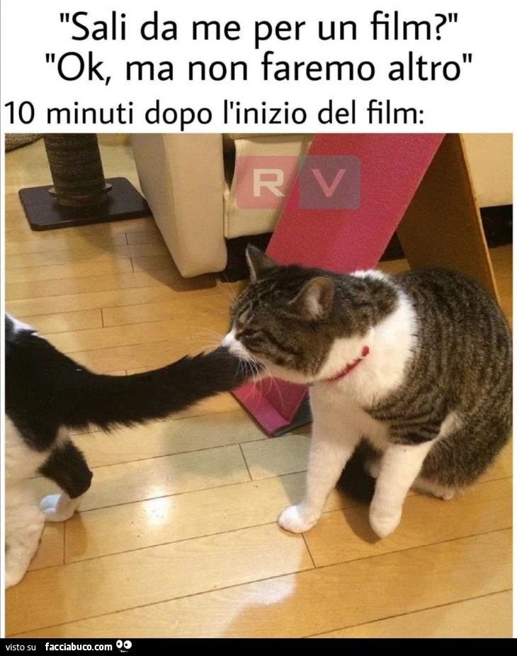 Vaccata