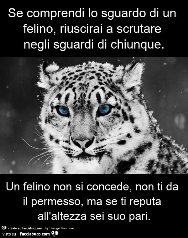 Se comprendi lo sguardo di un felino, riuscirai a scrutare negli sguardi di chiunque. Un felino non si concede, non ti da il permesso, ma se ti reputa all'altezza sei suo pari