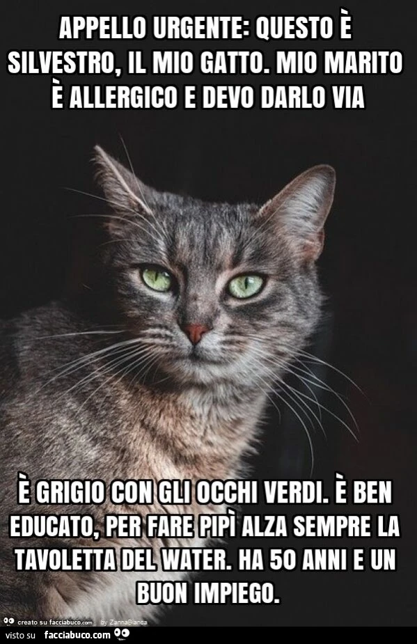 Appello urgente: questo è silvestro, il mio gatto. Mio marito è allergico e devo darlo via è grigio con gli occhi verdi. È Ben educato, per fare pipì alza sempre la tavoletta del water. Ha 50 anni e un buon impiego