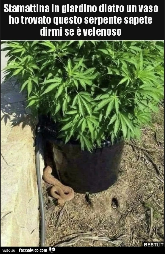 Marijuana