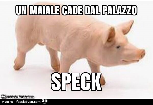 Un maiale cade dal palazzo speck