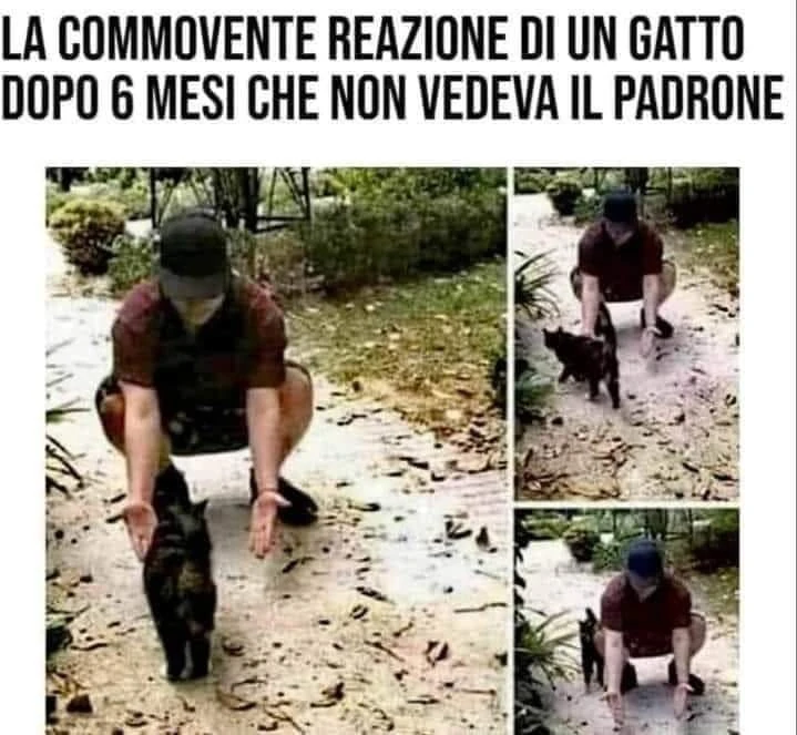 Gatto che non vedeva padrone da 6 mesi