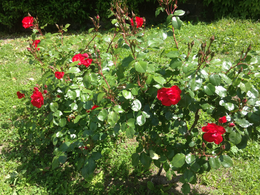 Il dono dei fiori