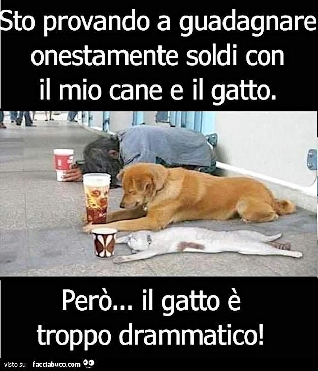 cani e gatti divertenti con didascalie