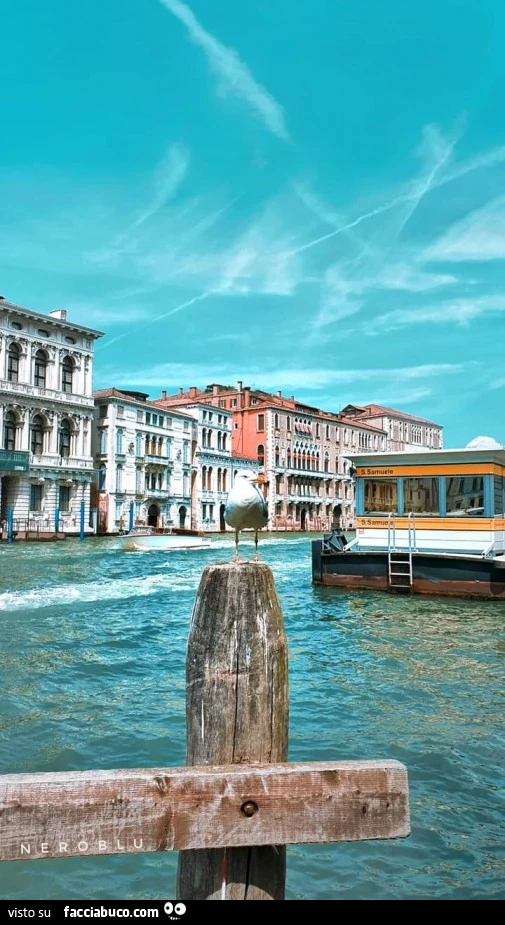Venezia gabbiano