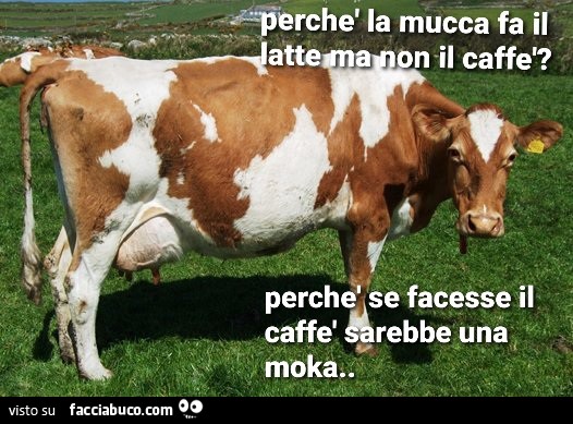 Mucca