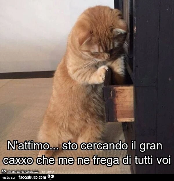 N'attimo… sto cercando il gran caxxo che me ne frega di tutti voi