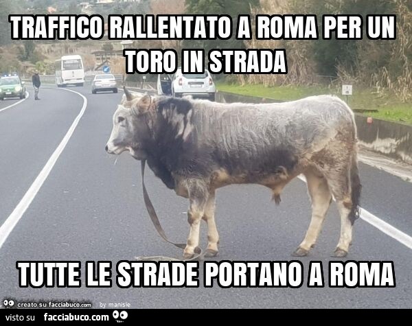 Traffico rallentato a roma per un toro in strada tutte le strade portano a roma