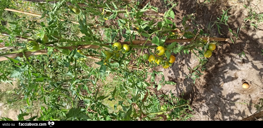 Vaccata