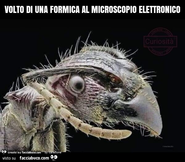 Volto di una formica al microscopio elettronico