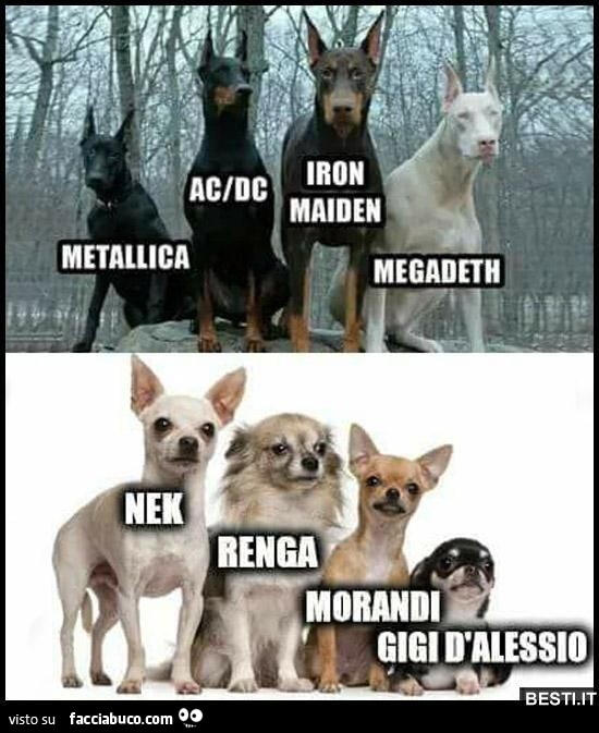 Vaccata