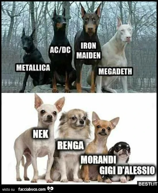 Vaccata