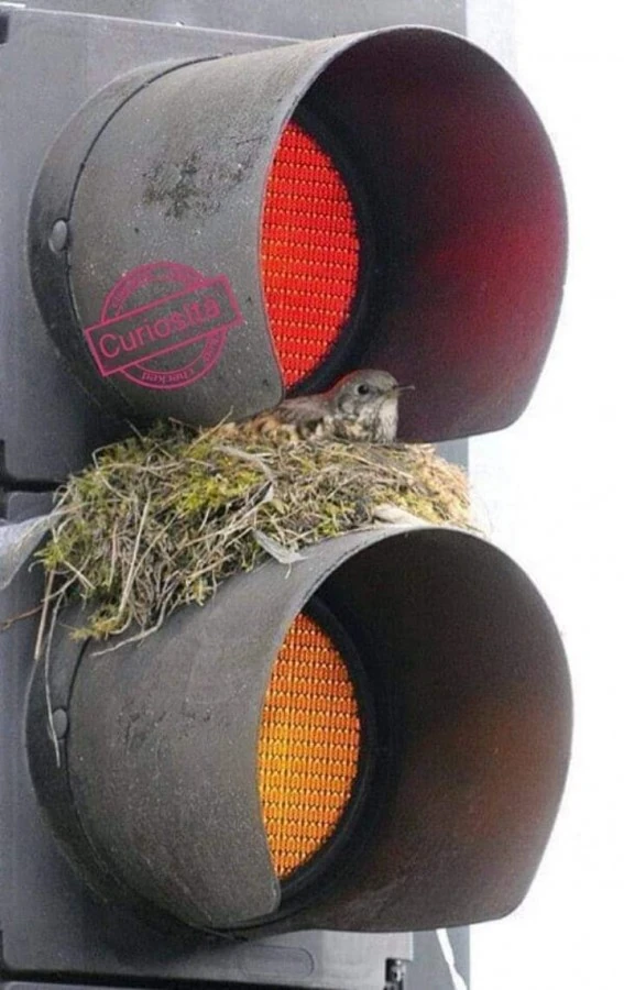 Pura Poesia la Natura