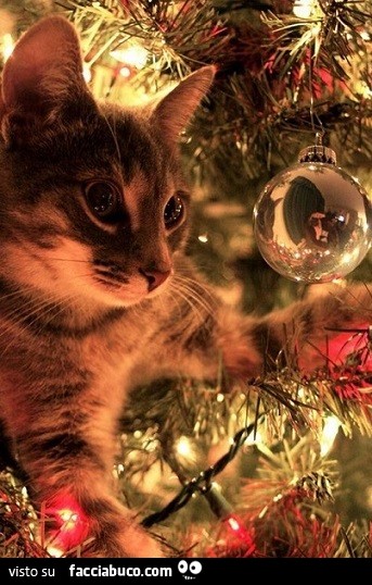 Gatto fissa la pallina sull'albero di natale