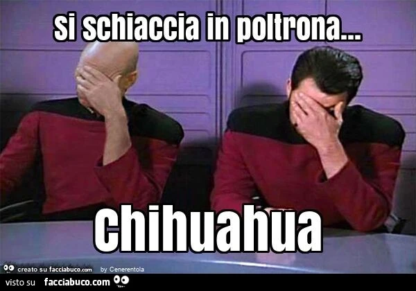 Si schiaccia in poltrona… chihuahua