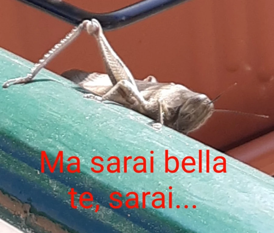 Vaccata